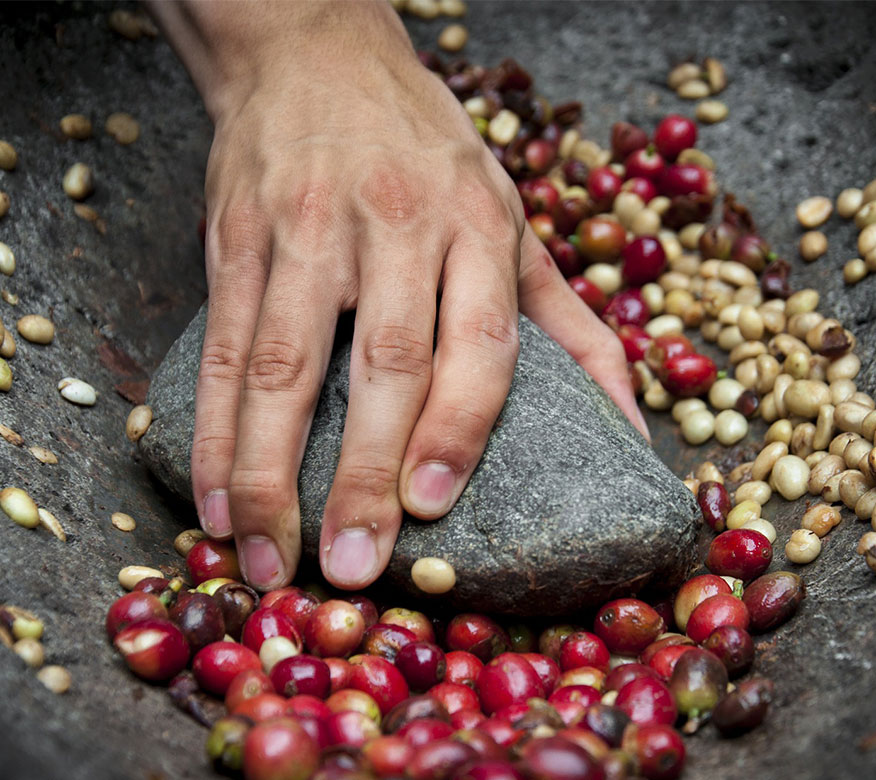 HOW TO CHOOSE FRESH COFFEE BEANS